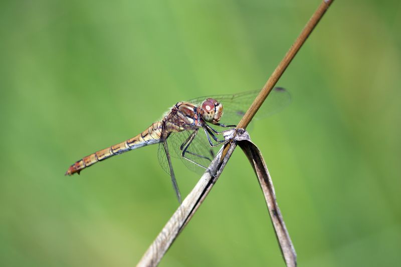 Сжатобрюх обыкновенный (Sympetrum vulgatum)