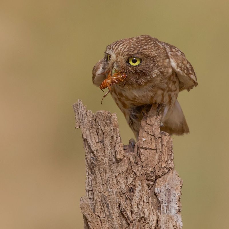 Little owl 