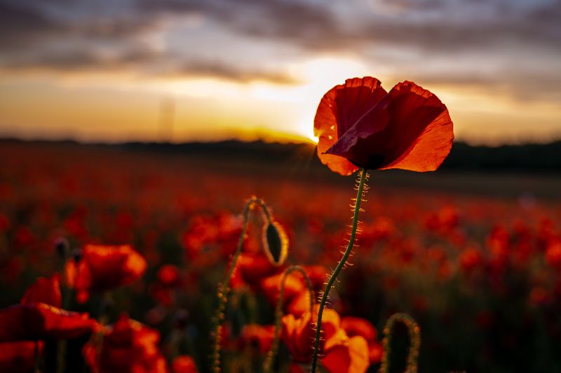 red poppy