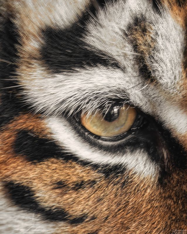 Eye of the Tiger