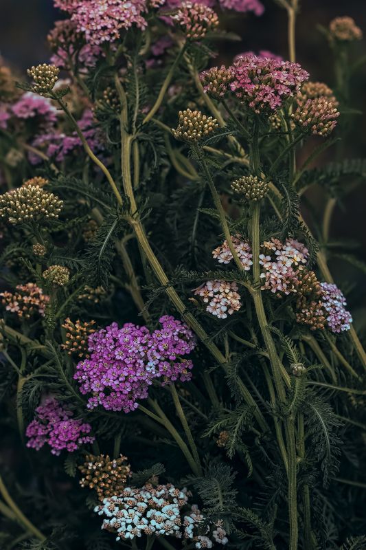 mysterious yarrow