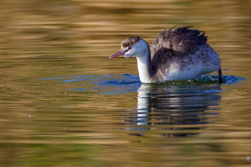 Great grebe