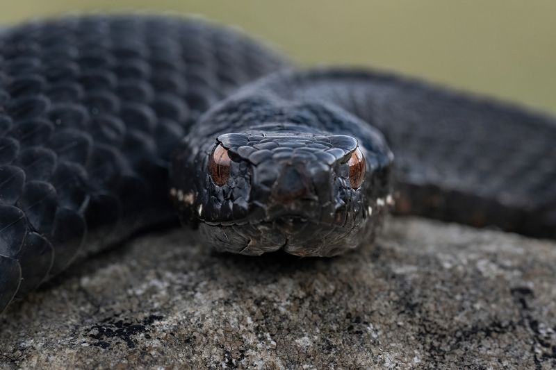 Обыкновенная гадюка (Vipera berus), меланист