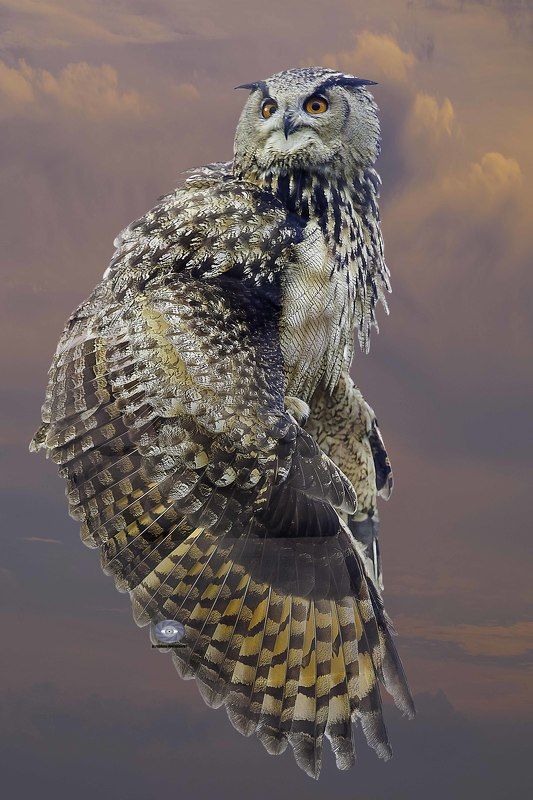 Eurasian eagle owl