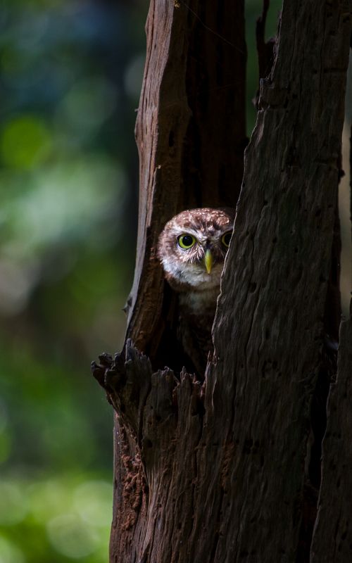 Spotted Owlet