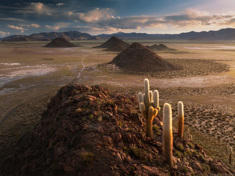 Puna de Atacama