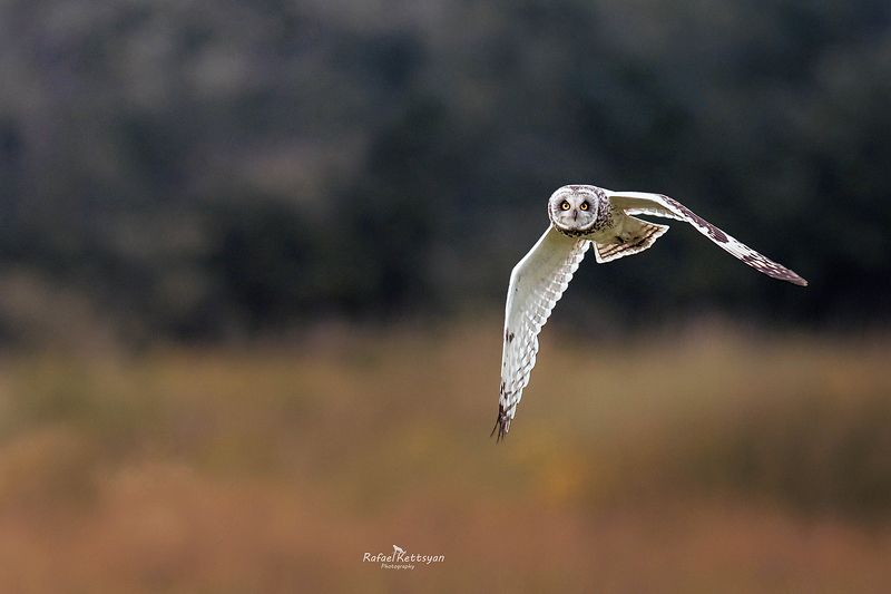 Short eared owl on the hunt