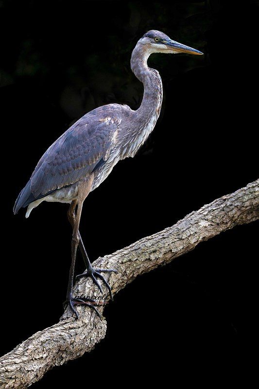 Great blue heron