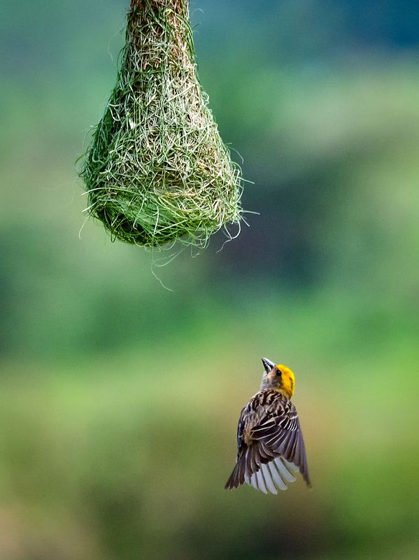 Baya - The Master Weaver