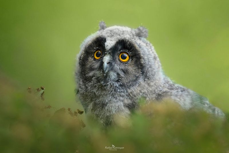 Long eared owl owlet