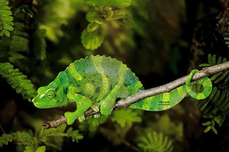 Chameleon