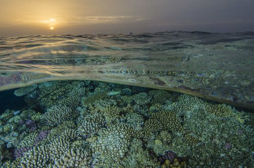 Закат в коралловых полях