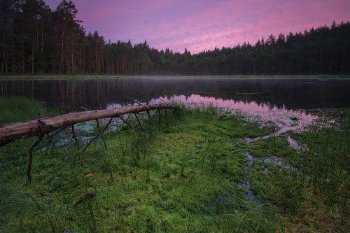 Рассвет у лесного озера