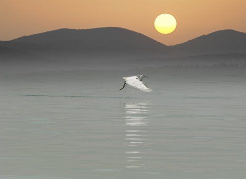 Предвечерний полет цапли над водами Тивериадского моря