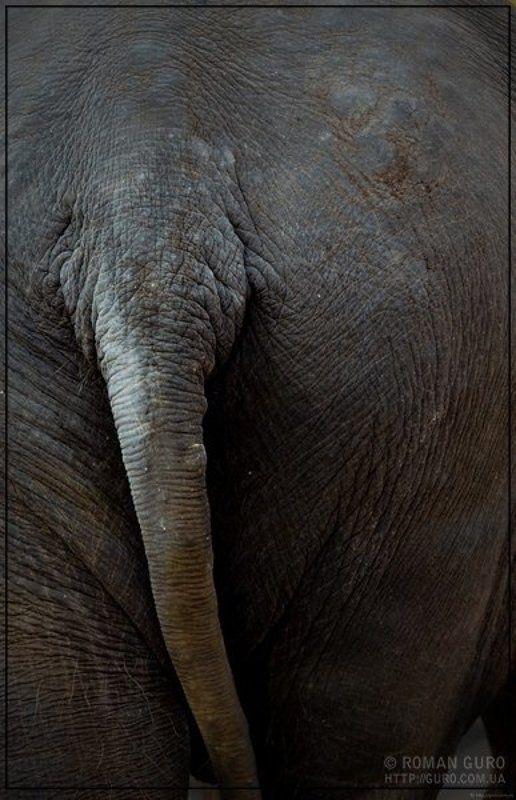 слон, хвост Портрет слона сзади.photo preview
