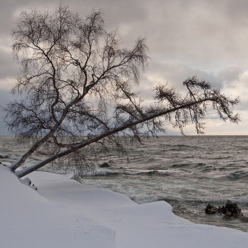 бурятия, байкал, турка, снег, дерево, берег * * *photo preview