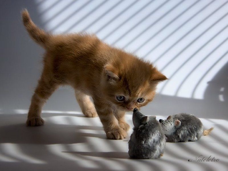 Котенок мышь. Любопытный котенок. Котенок с мышкой. Кошки-мышки. Котенок играет.