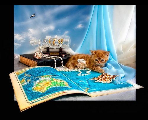 Лис... про любовь к путешествиям или морской котик