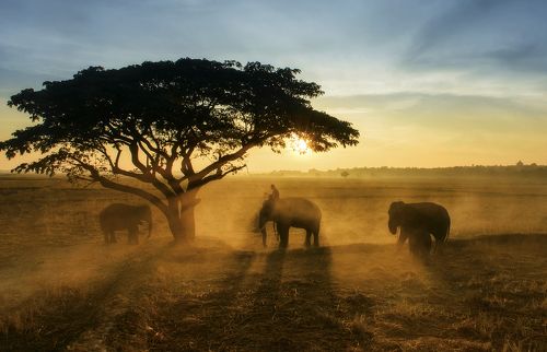Thai elephant in the mist