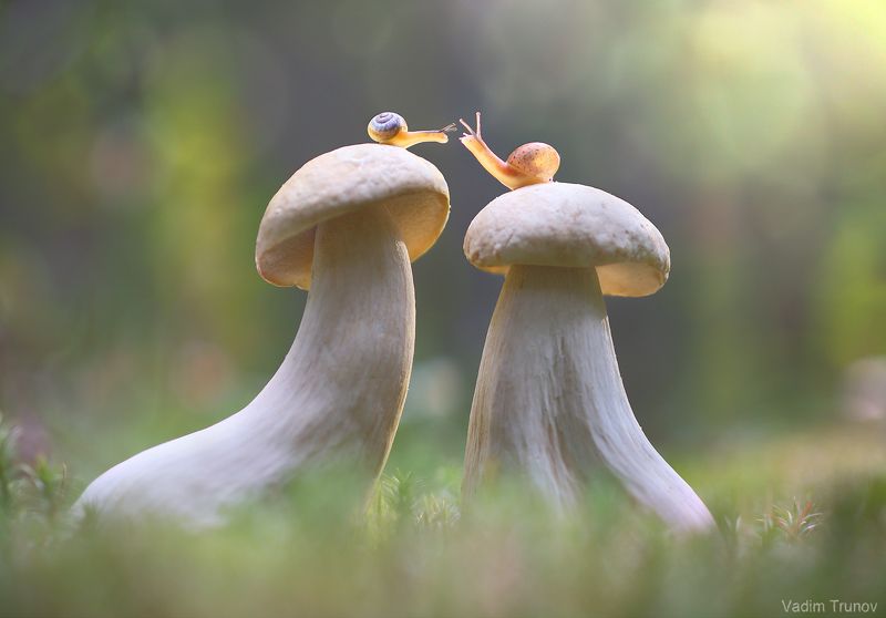 улитка, snail, гриб Свидание на крышеphoto preview