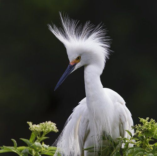 Американская белая цапля - Snowy Egret