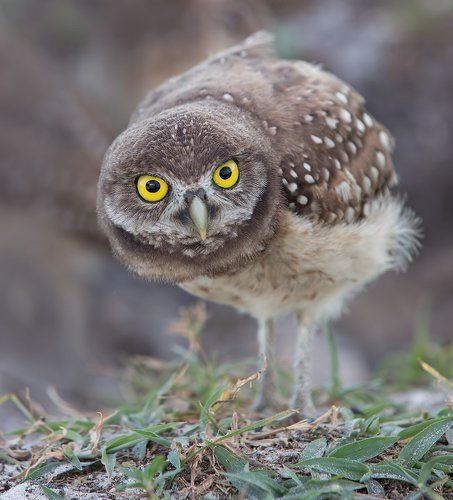 Cычик - Burrowing Owl