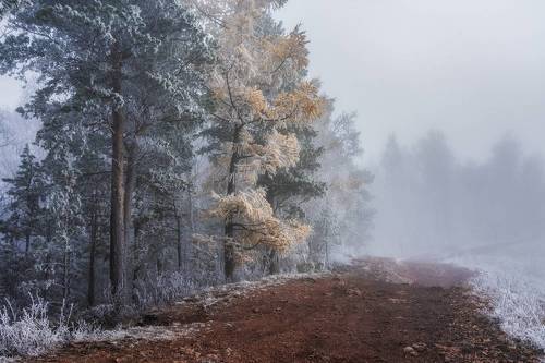 Дорога в туманную даль