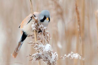 Усатая синица (лат. Panurus biarmicus).