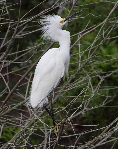 Американская белая цапля - Snowy Egret
