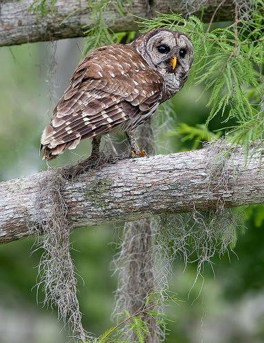 Barred Owl - Пёстрая неясыть