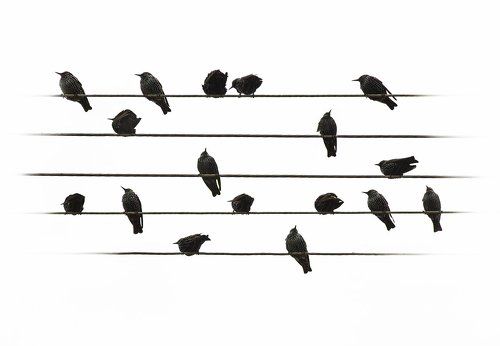 Мелодия птичьего оркестра