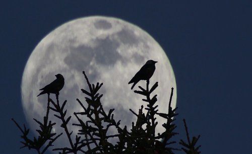 Ночь, Луна и птицы