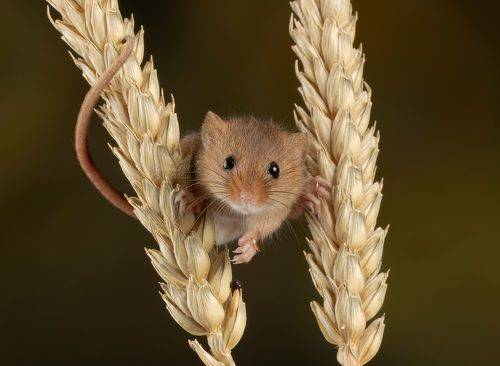 Harvest Mouse