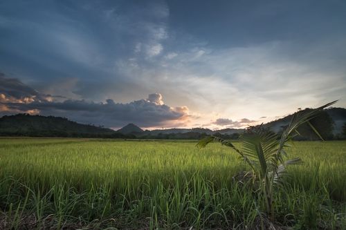 Rice sunset