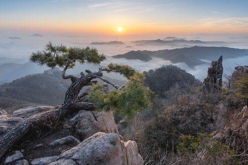 Old memories of Daedunsan Tree