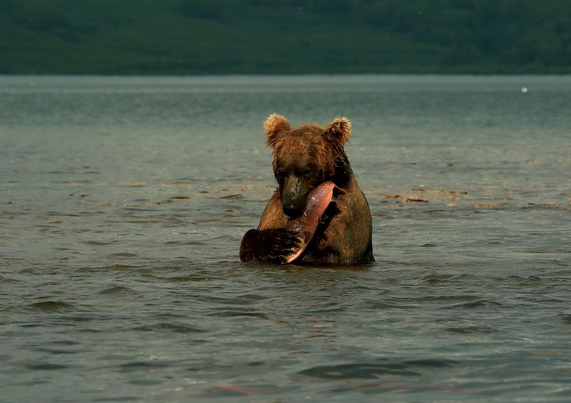 Радик, Russia