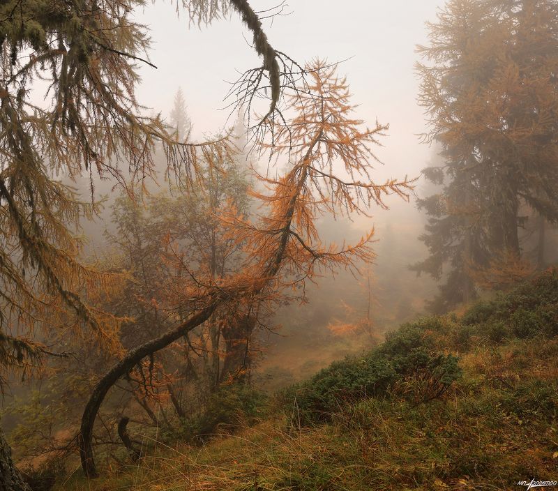 Колдовской лес