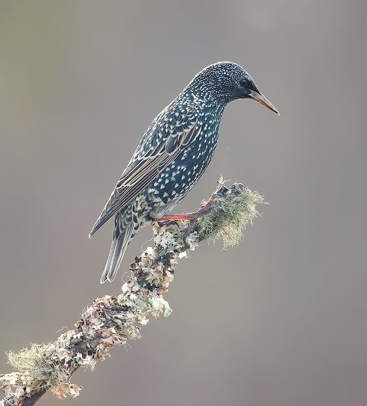 Juvenile. European Starlings - Molting Молодой Линяющий Скворец