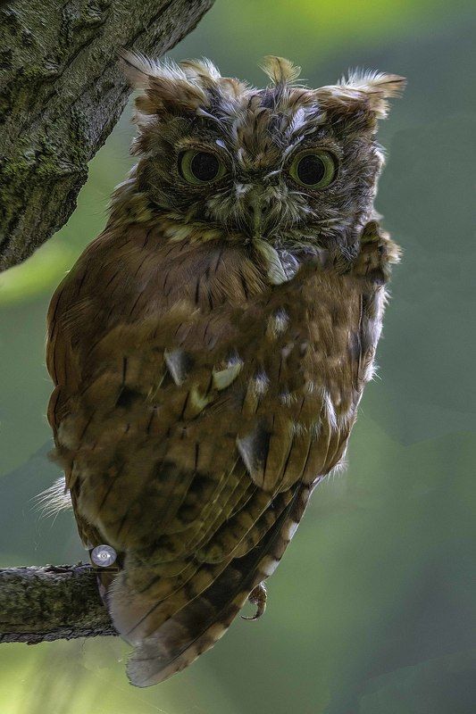 Eastern screech owl