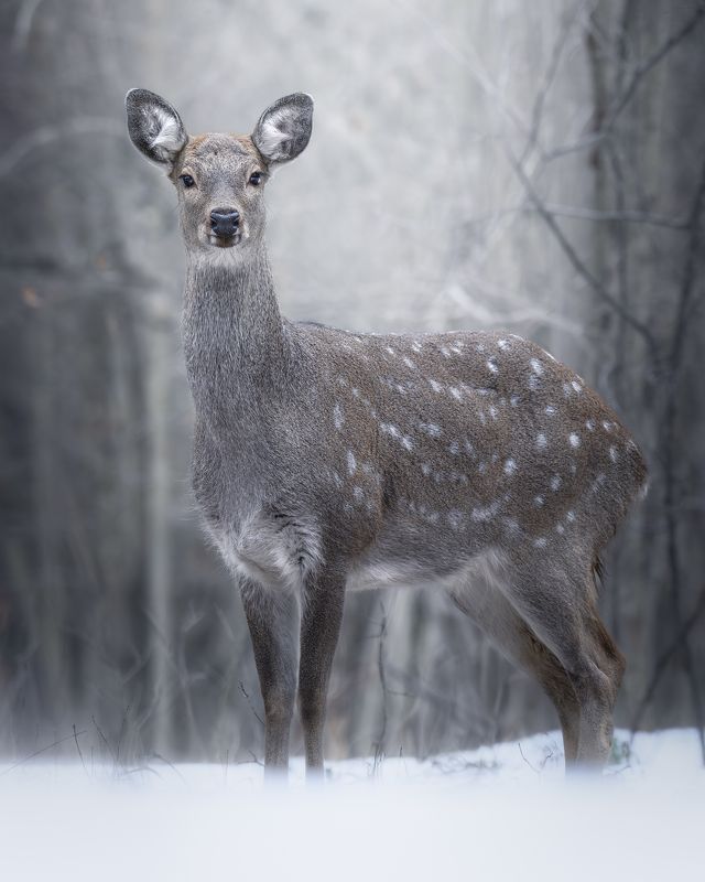 Пятнистый олень (Cervus nippon)