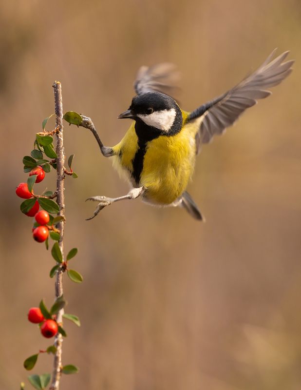 Titmouse