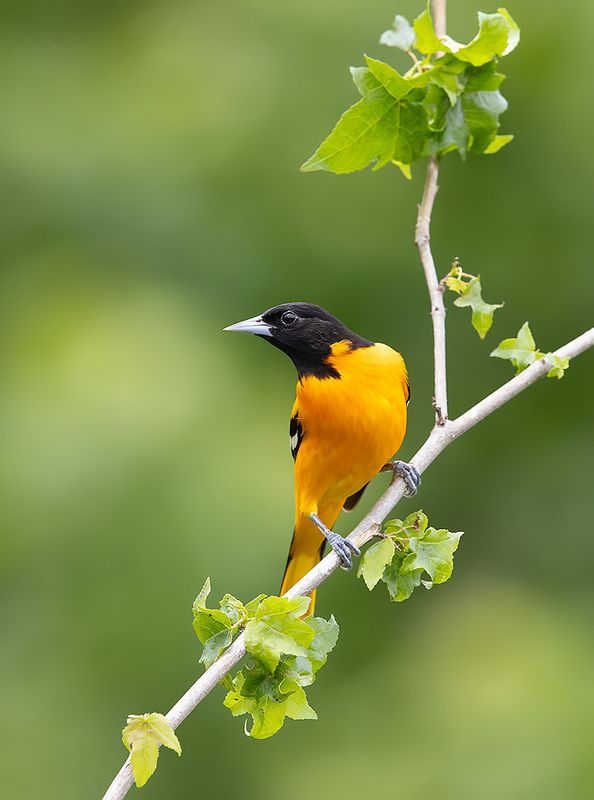 Spring Time Birds Migration - Весенняя миграция разных видов Птиц