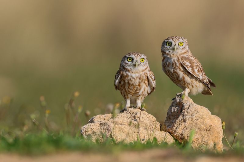 Little owls