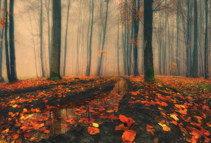 дорога, лес, листопад, осень, туман Время листопадаphoto preview