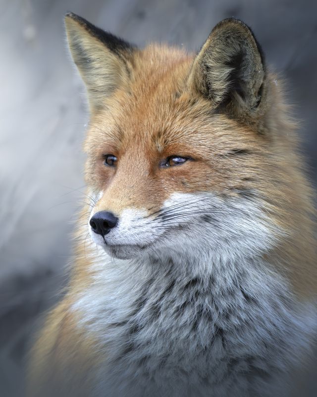 Обыкновенная лисица (Vulpes vulpes)