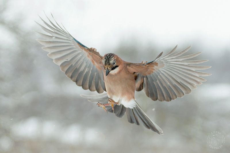 Lens and Feathers