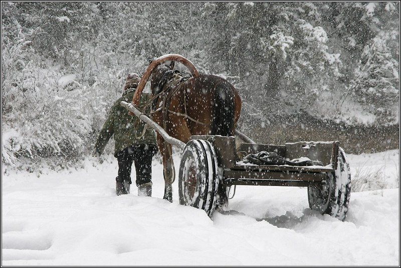 алтай, зима, снег, конь С утра шёл снегphoto preview