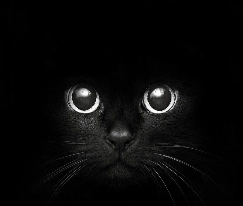черная кошка...photo preview