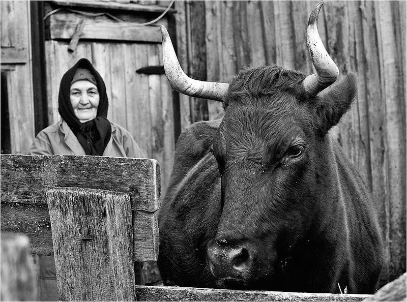 деревенская жизнь, илья шалафаев, shalapai-art Деревенская жизньphoto preview