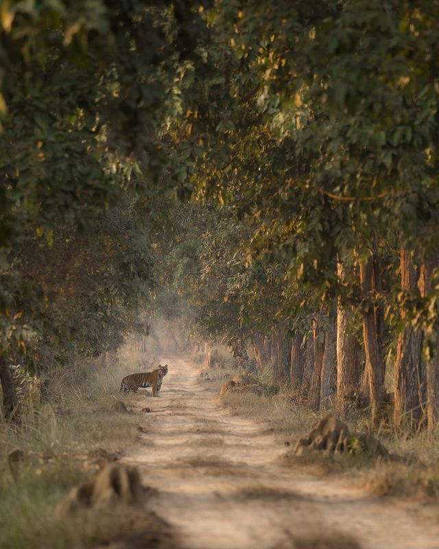 Terai Tigers